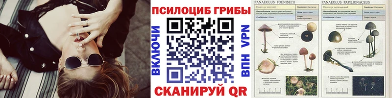 Купить закладки  Сухиничи  Галлюциногенные грибы Magic Shrooms 